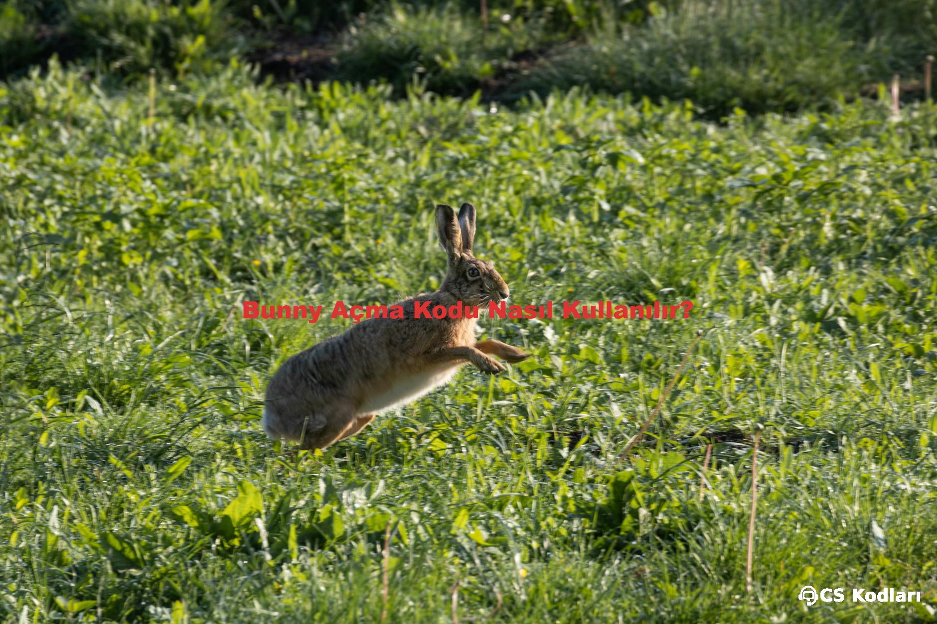 Bunny Açma Kodu Nasıl Kullanılır?